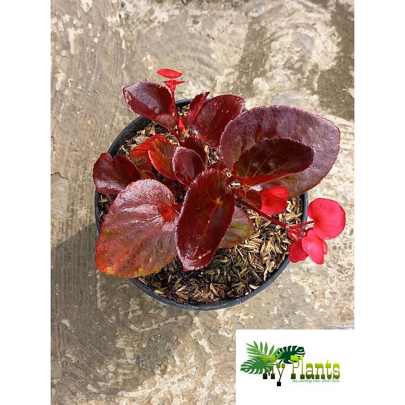 Tanaman Hias Bunga Begonia Rex Bali Merah DAUN RIMBUN
