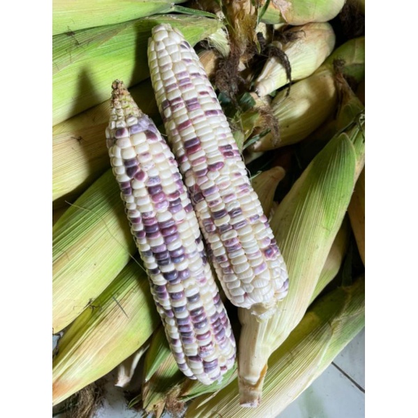 

JAGUNG KETAN PUTIH UNGU