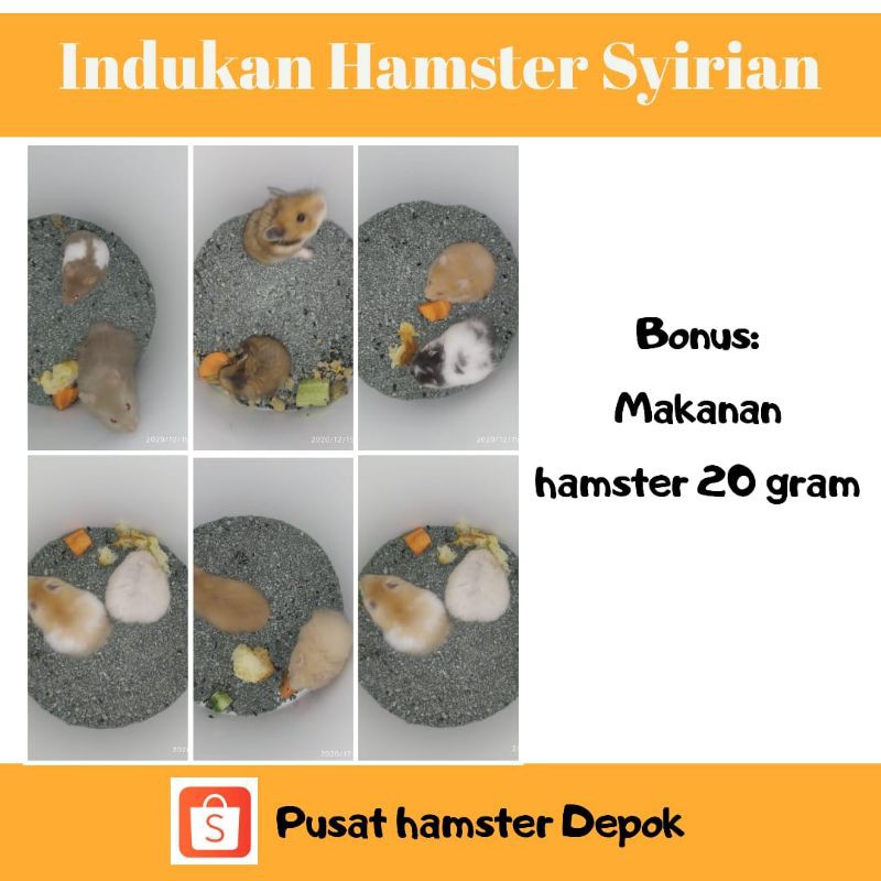 Indukan Hamster