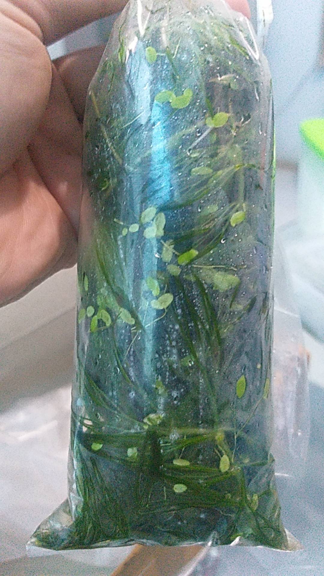 Ganggang Air Kolam Aquarium Aquascape