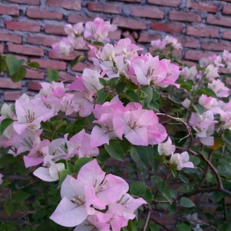 bougenville bengawan solo bibit sambung/ori