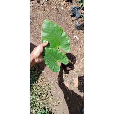 tanaman/sente/tanaman hias/sente hijau/bibit sente hijau