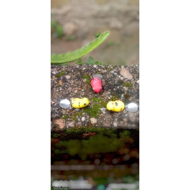 Sofrog Mikro. soft frog mikro . Sf mini. sofrog mini kocolan