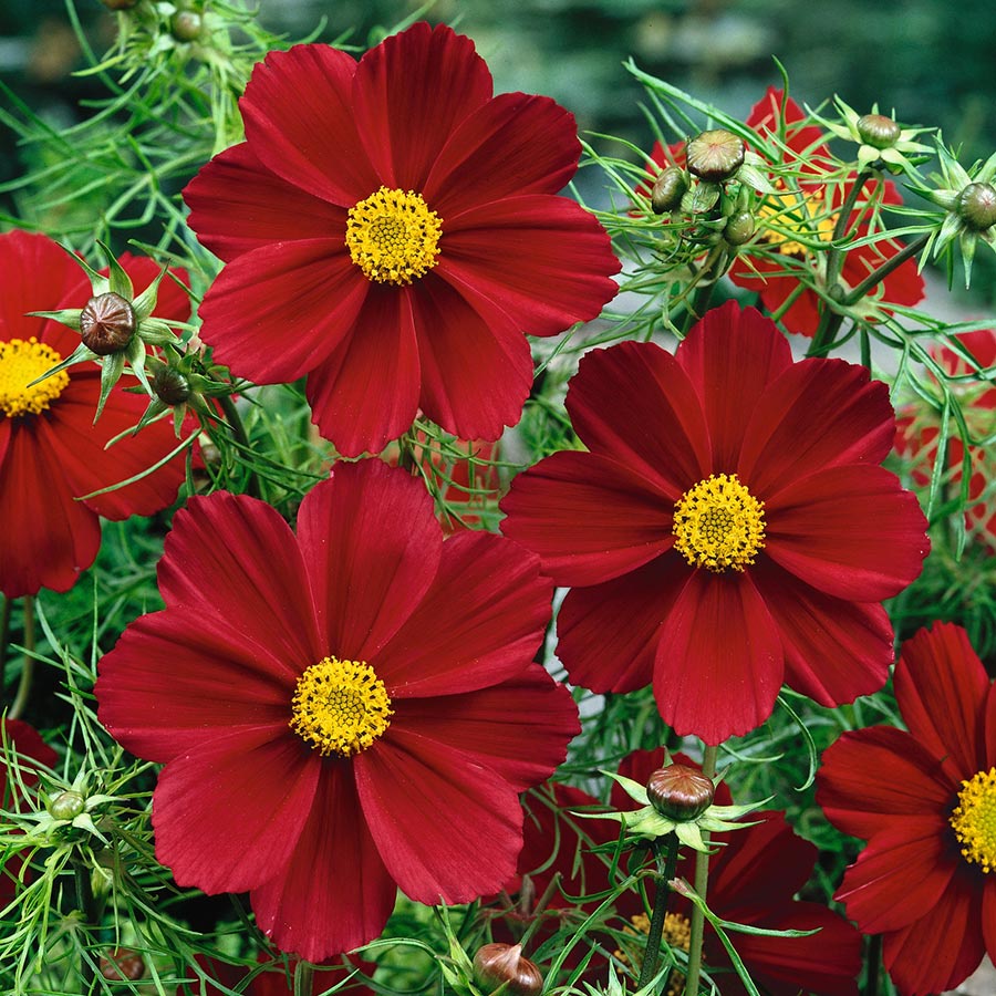 Benih Bibit Biji - Bunga Cosmos Gazebo Red Merah Flower Seeds - IMPORT