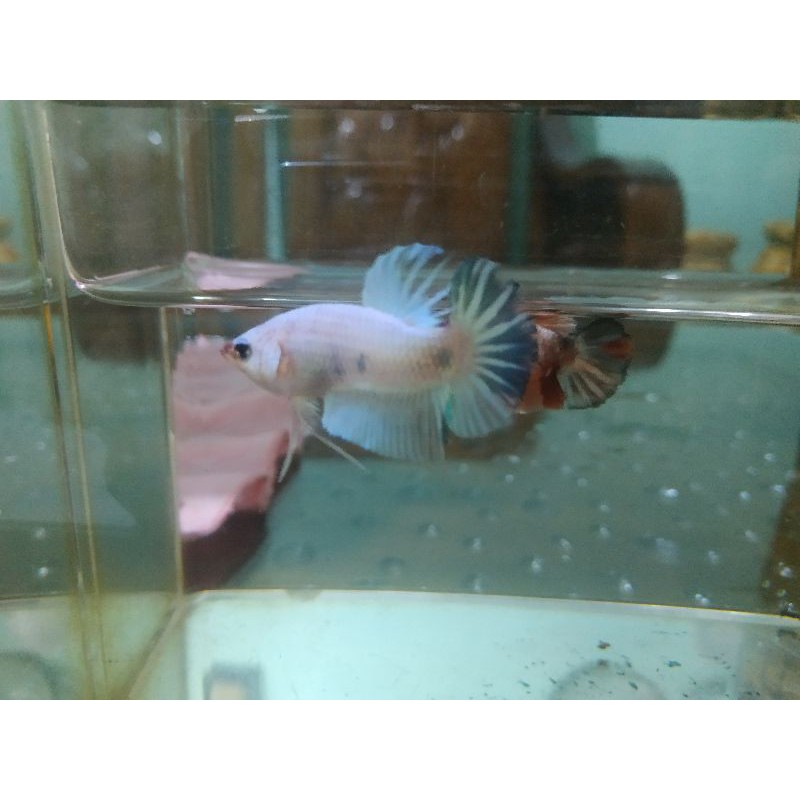 

ikan cupang white cooper