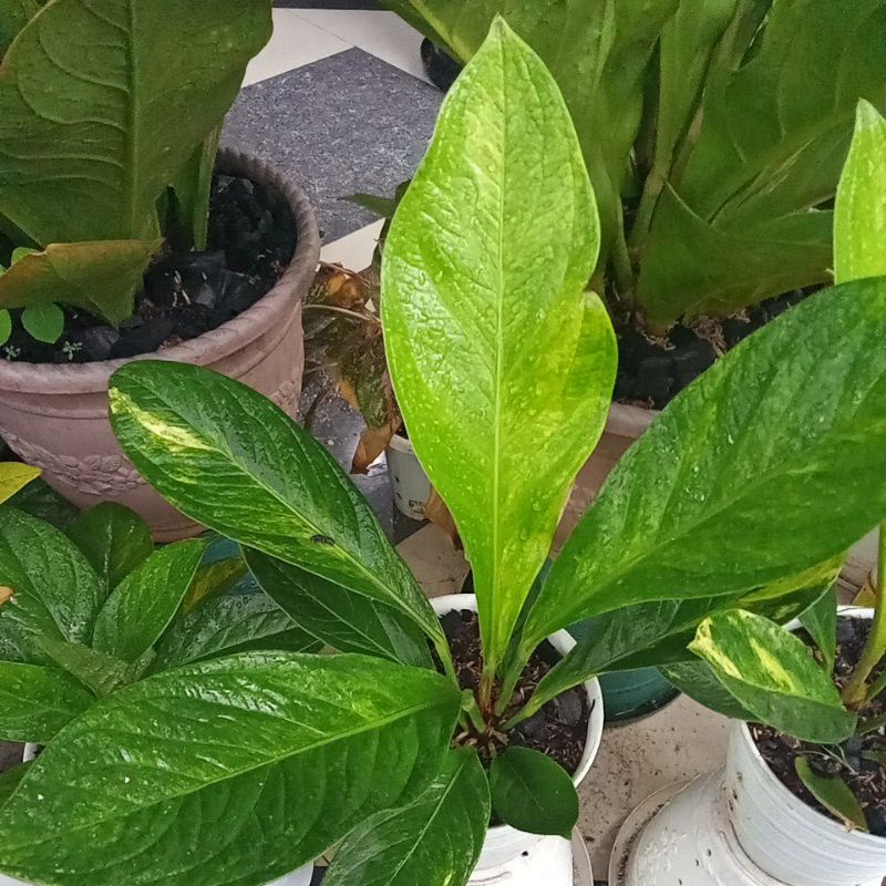 Jemani cobra varigata dewasa