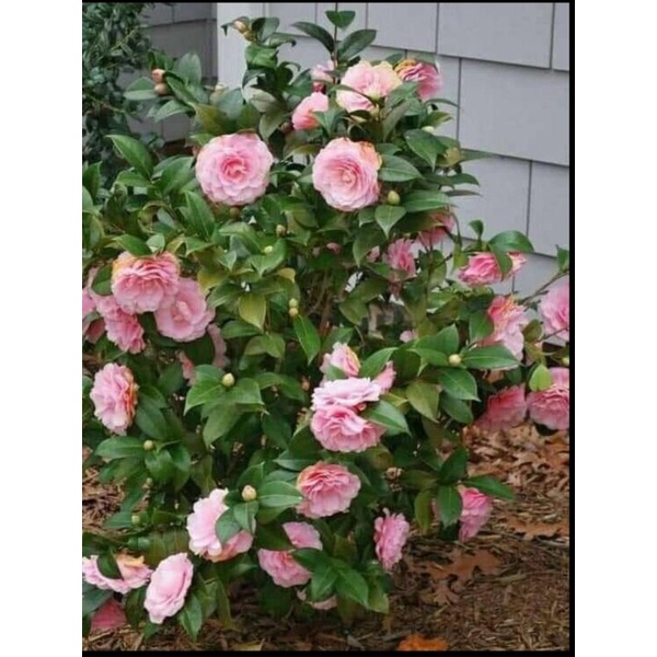 tanaman bunga kamelia tanaman hias bunga yg sangat cantik