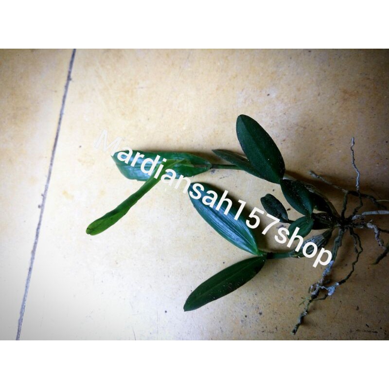 ANGGREK/ ANGGREK MUDA/ Anggrek / anggrek merpati muda bibit merpati