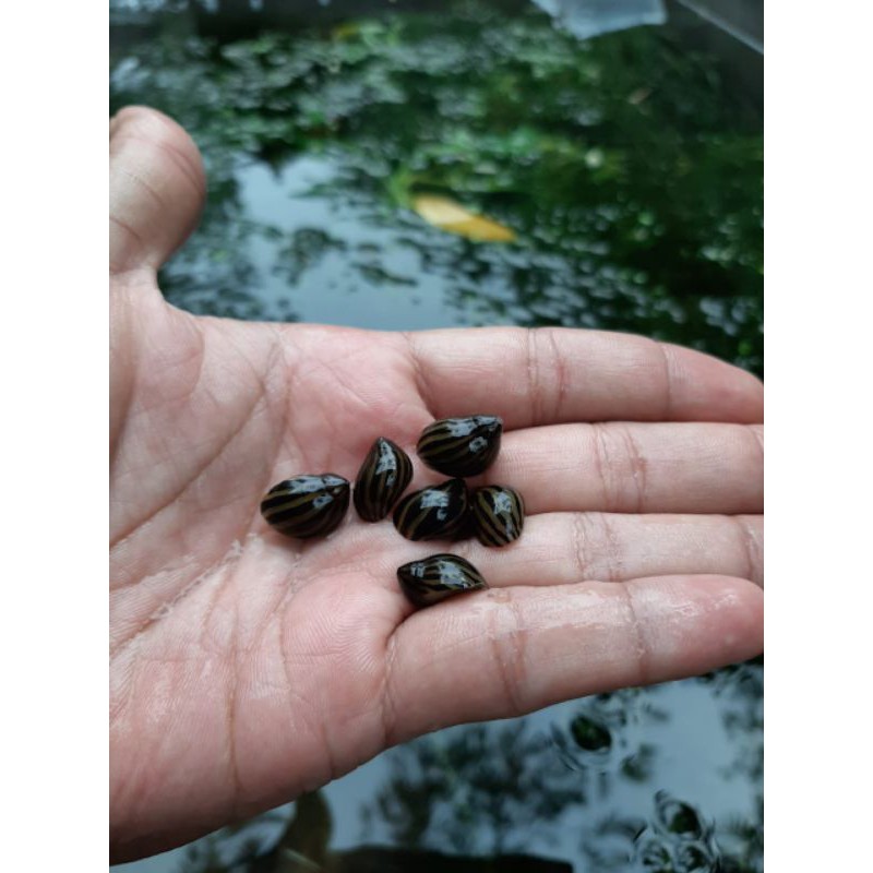 keong TURBO aquascape aquarium