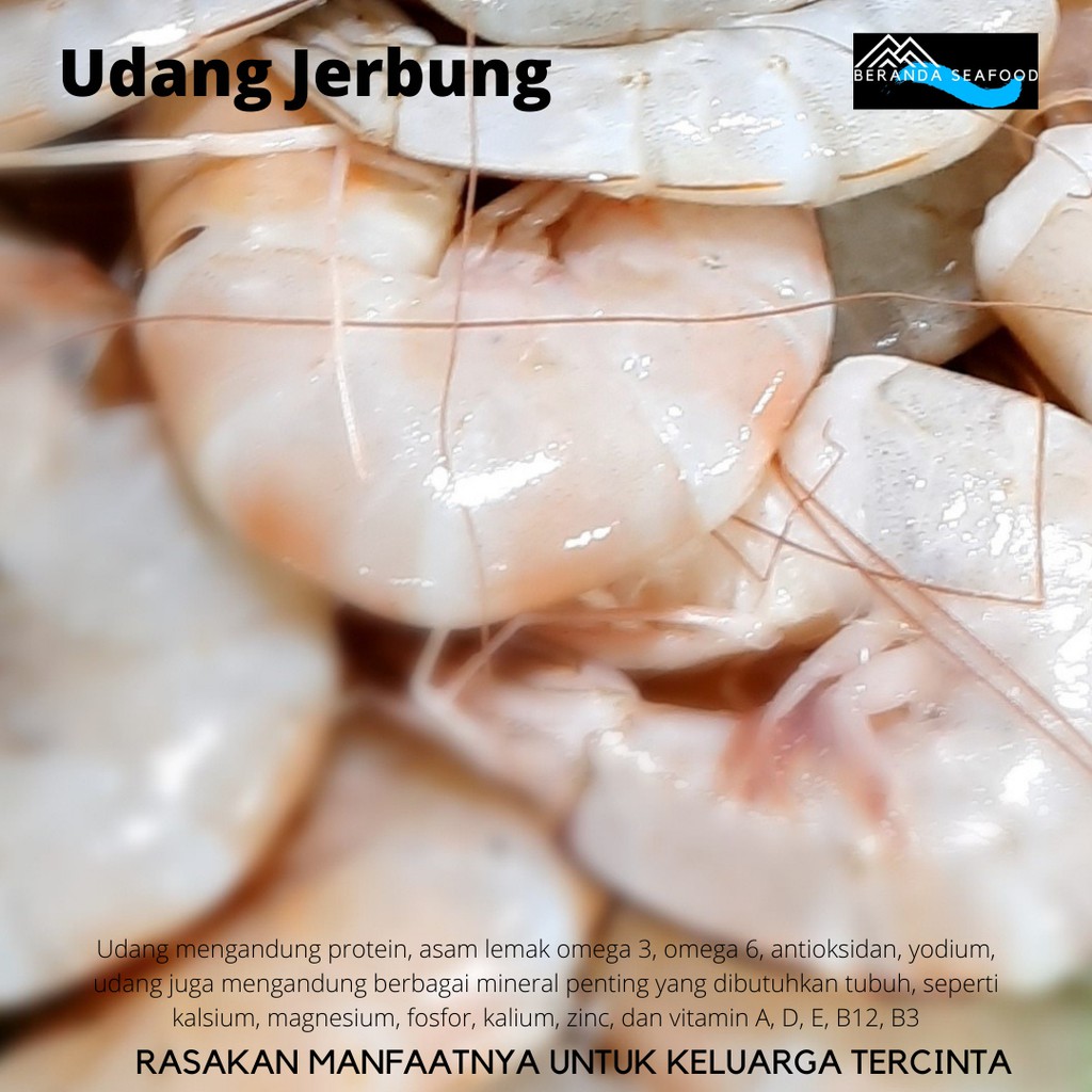 

Udang Jerbung Segar (kualitas super premium)