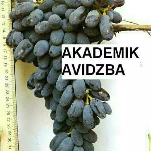 Bibit Anggur Akademik Import