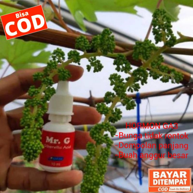 Mr. G Hormon GA3 Untuk Tanaman Anggur, Hormon pembesar buah anggur, pupuk buah anggur By Raffatih Fa