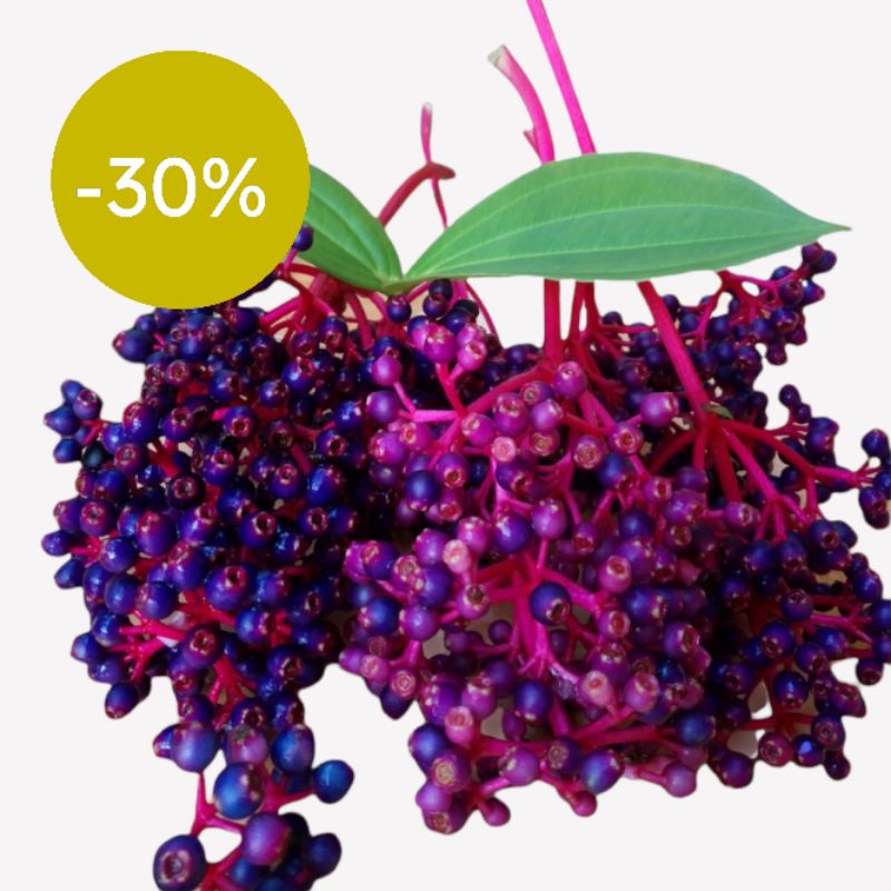 

Parijoto Muria Kudus Fresh langsung petik dari kebun Promil dan untuk Ibu Hamil