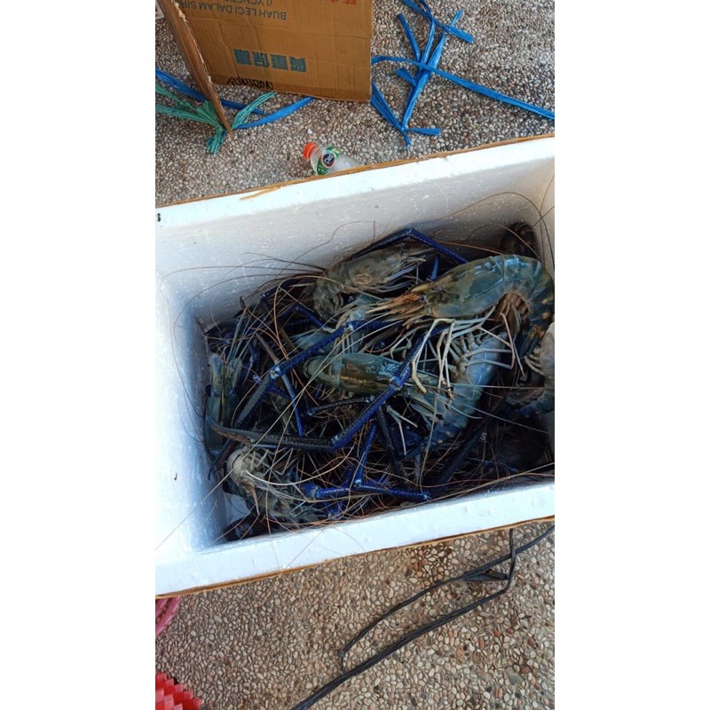 

udang galah asli kalimantan