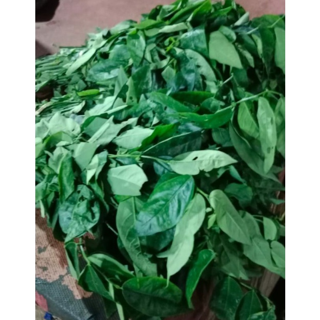 

Daun katuk segar 1 ikat