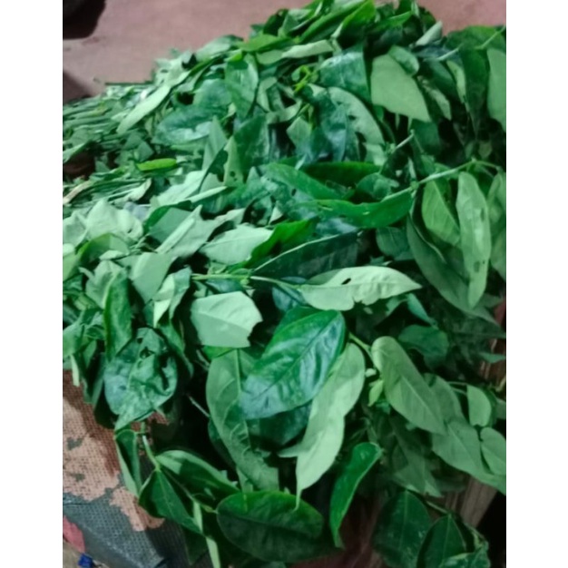 Jual Daun Katuk Fresikat Shopee Indonesia 0270