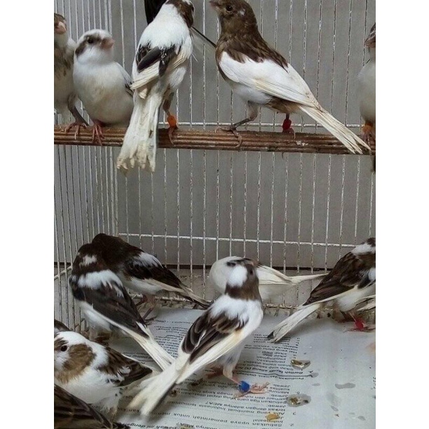 JUAL BURUNG KENARI PANDA SEJODOH JANTAN BETINA