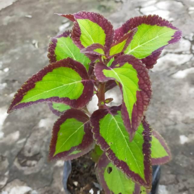 miana berakar / tanaman miana / tanaman miana bolu ppanda