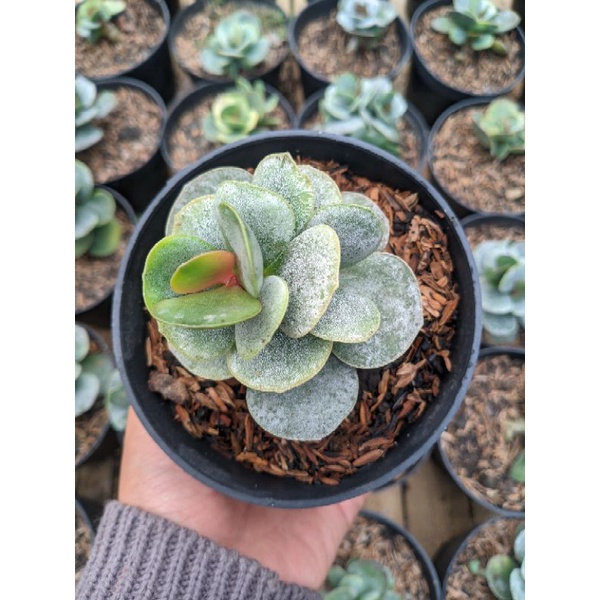 Sukulen Adromischus Maculatus Silver | Sukulen Dolar Perak