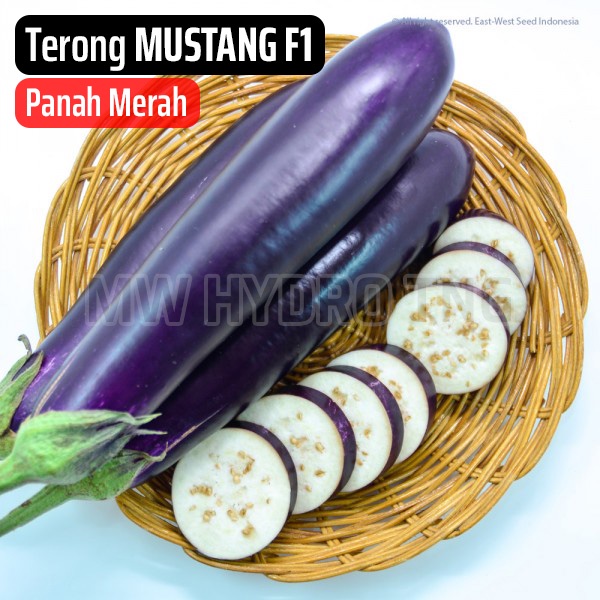 Benih Panah Merah, Terong MUSTANG F1 - East West Seed