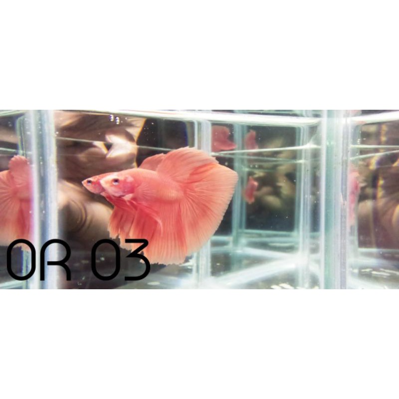 Cupang Hias HM Solid HM Orange Soft Halfmoon Orange Soft HM Pink Male Real Pict Real Video Size L