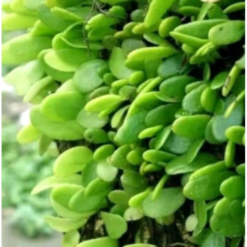 

Daun Picisan Atau Sisik Naga Segar Per 1Kg
