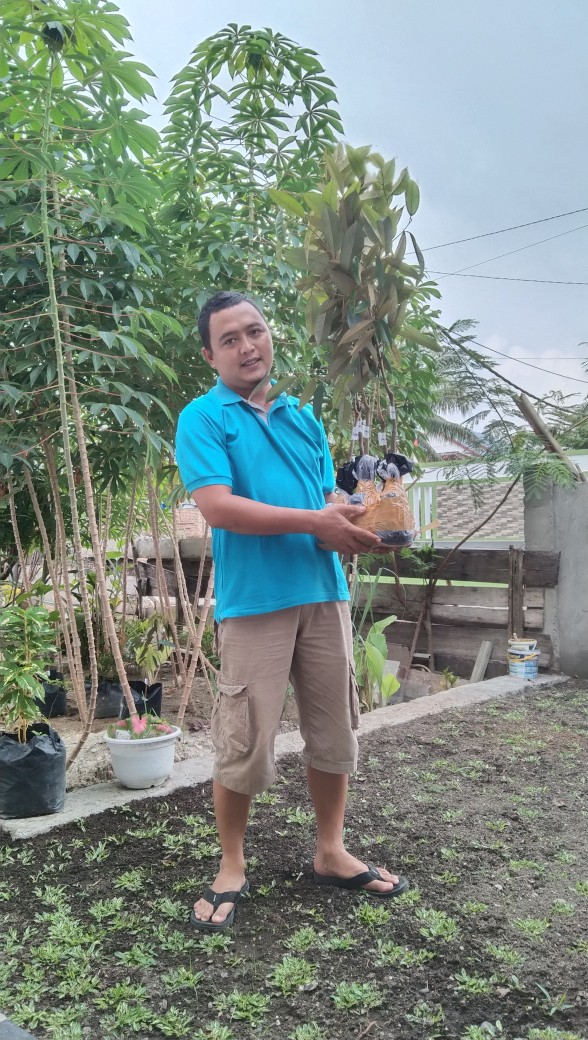 Bibit Durian Montong Okulasi Aneka Bibit Unggul