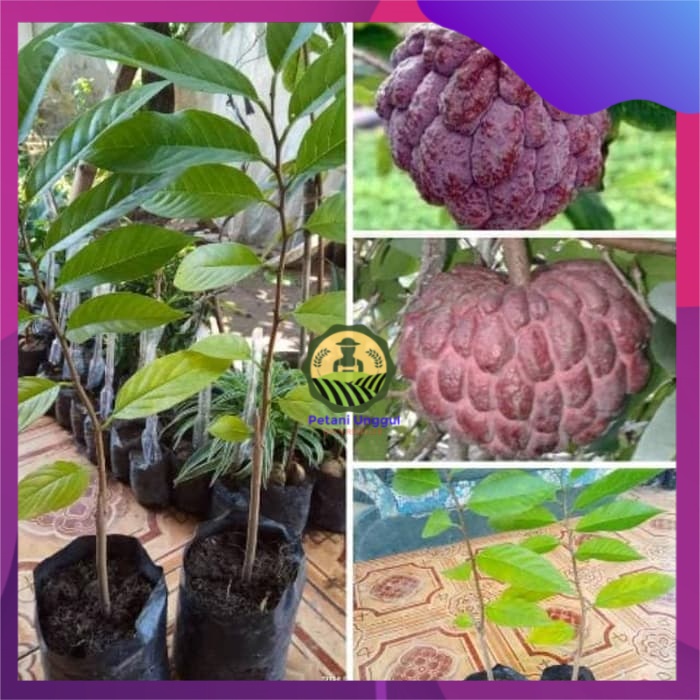 Bibit srikaya merah