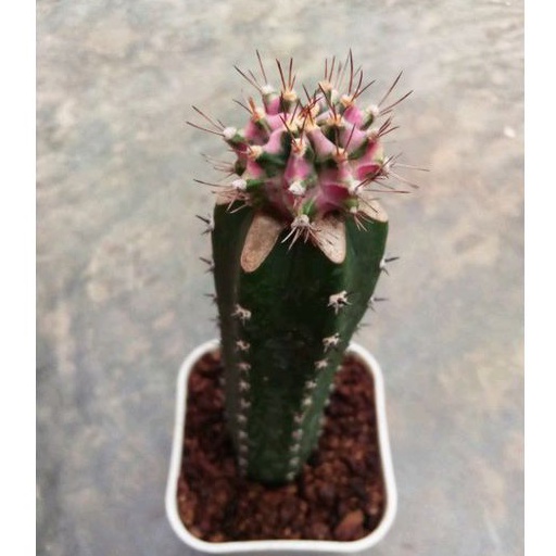 kaktus gymno pink diamond