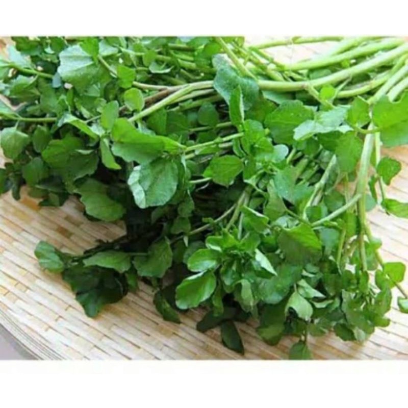 

sayur selada air per ikat