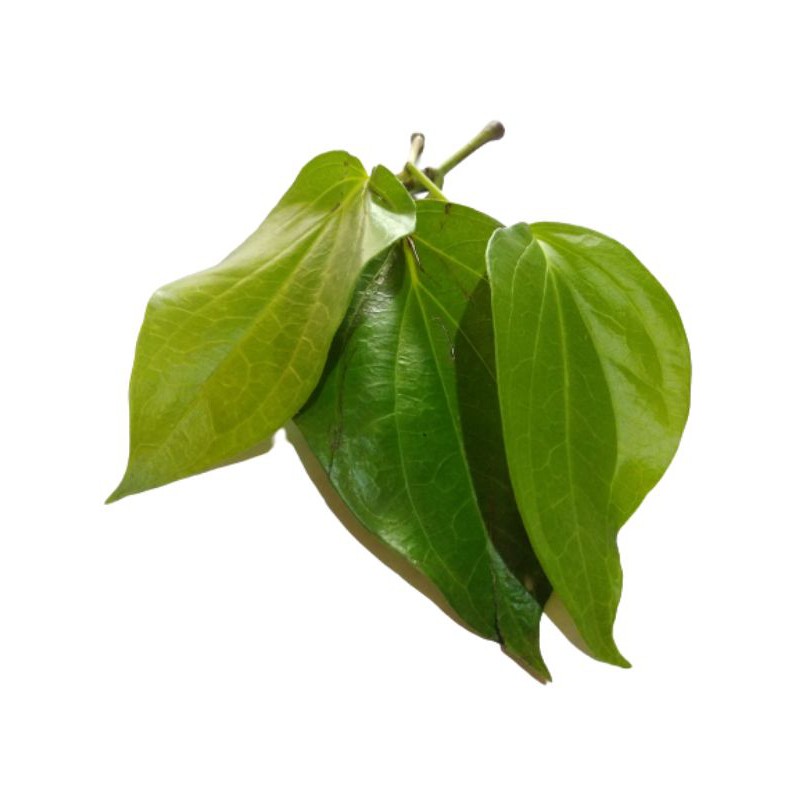 

DAUN SIRIH 5KG