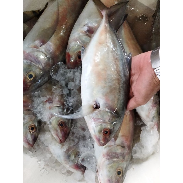 

Ikan Kuwe Lilin Segar 1~Kilogram