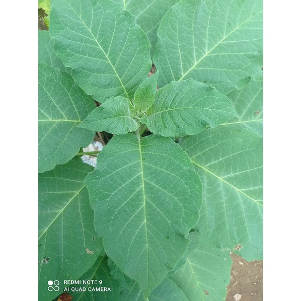 

Daun kucubung obat herbal 100gram