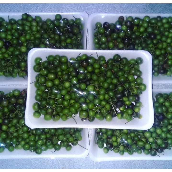 

Leunca 200gr/pack