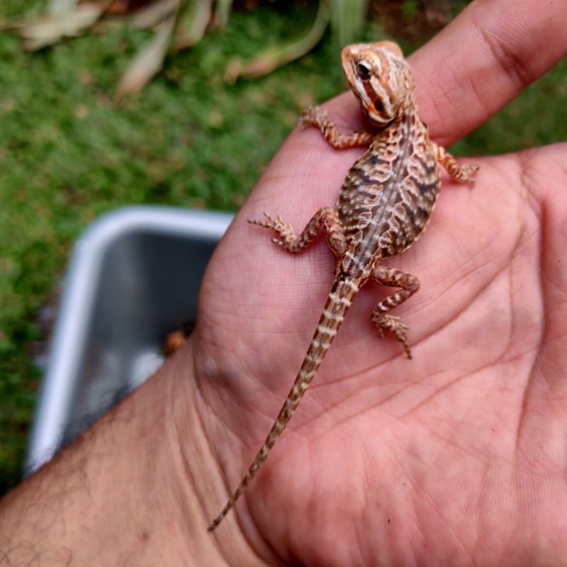 bearded dragon silkback het hypo