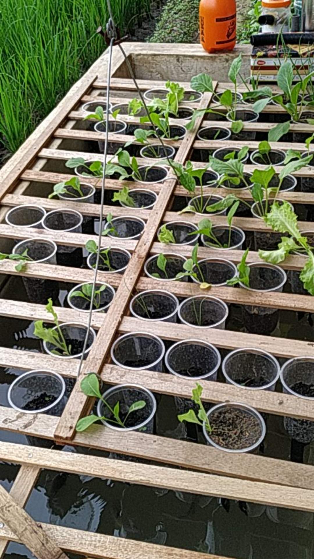 Gelas Plastik Cup Pp Oval 22 Oz Isi 50 Tanpa Tutup