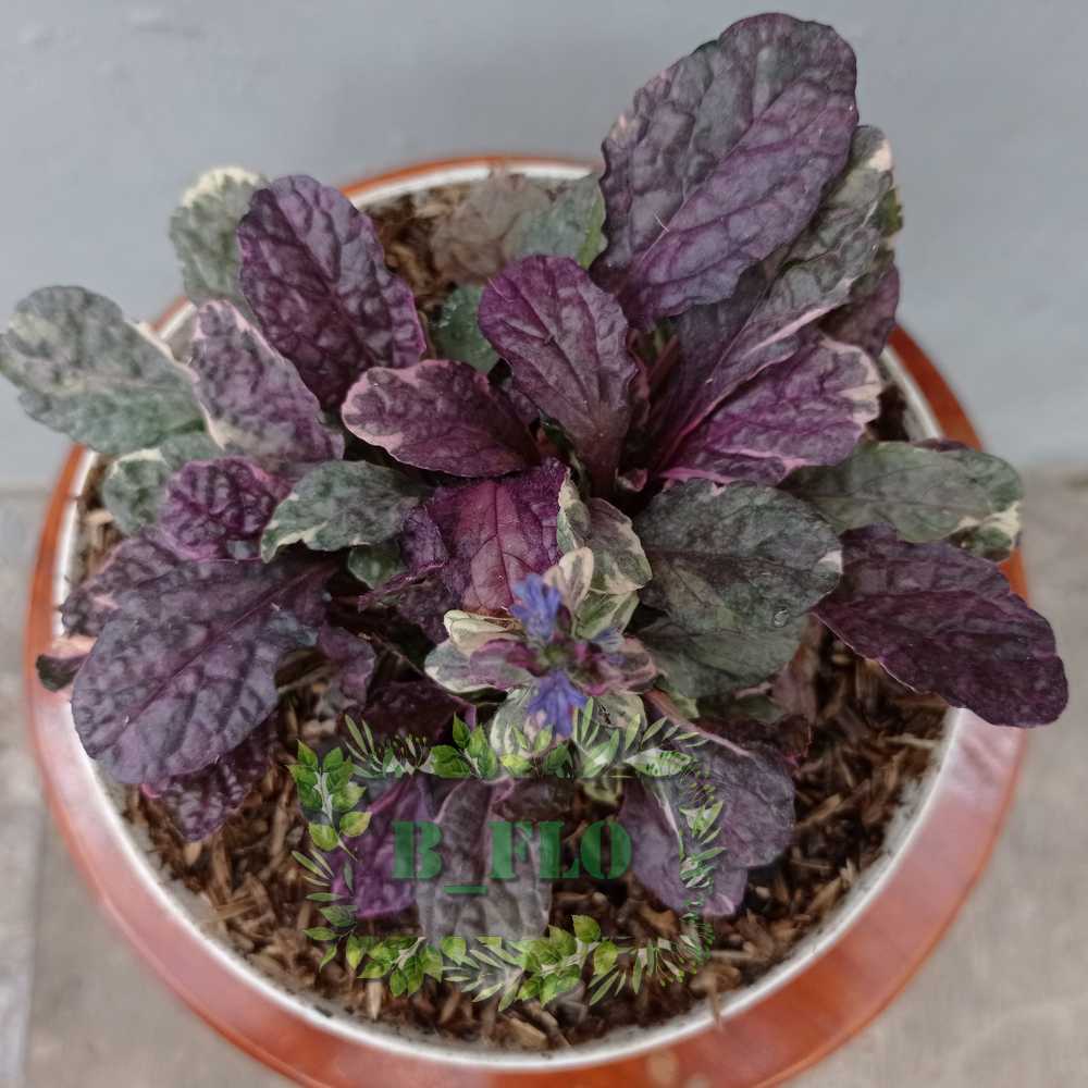 ayoga ungu variegata daun besar - TANAMAN HIDUP