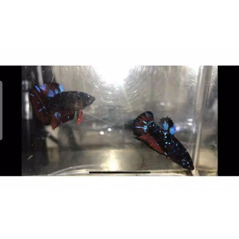 Avatar Kalimaya 1 pair | cupang | avatar | kalimaya