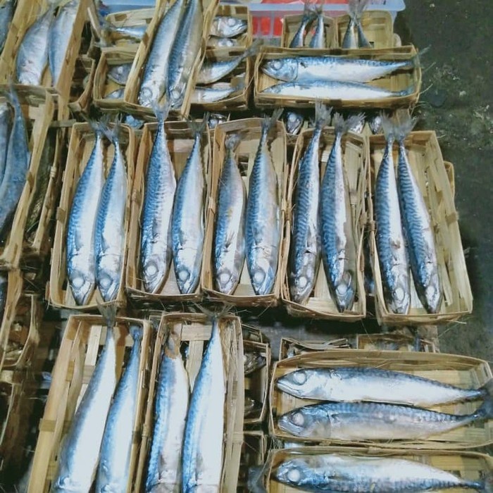 

Ikan Cue Salem isi 2