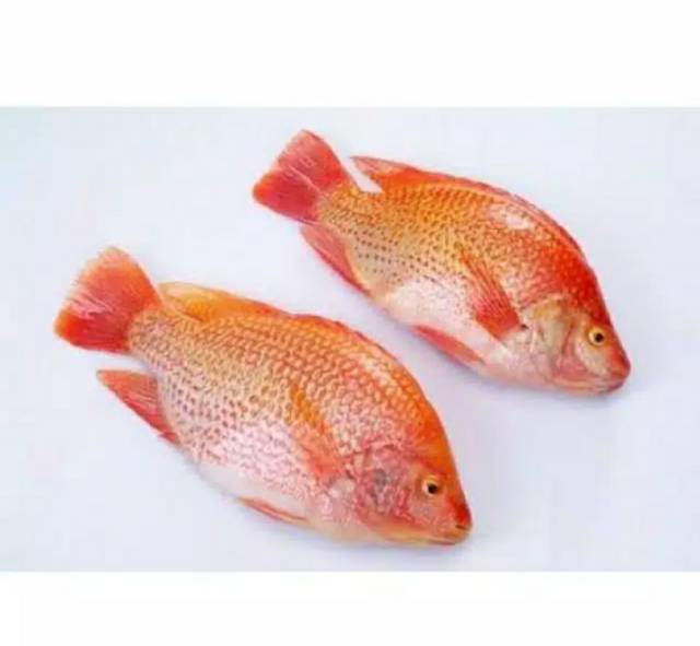 Ikan Patin / Nila Merah / Mas / Lele / Mujaer / Bawal / Gurame