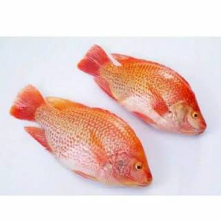 Ikan Patin / Nila Merah / Mas / Lele / Mujaer / Bawal / Gurame | Shopee