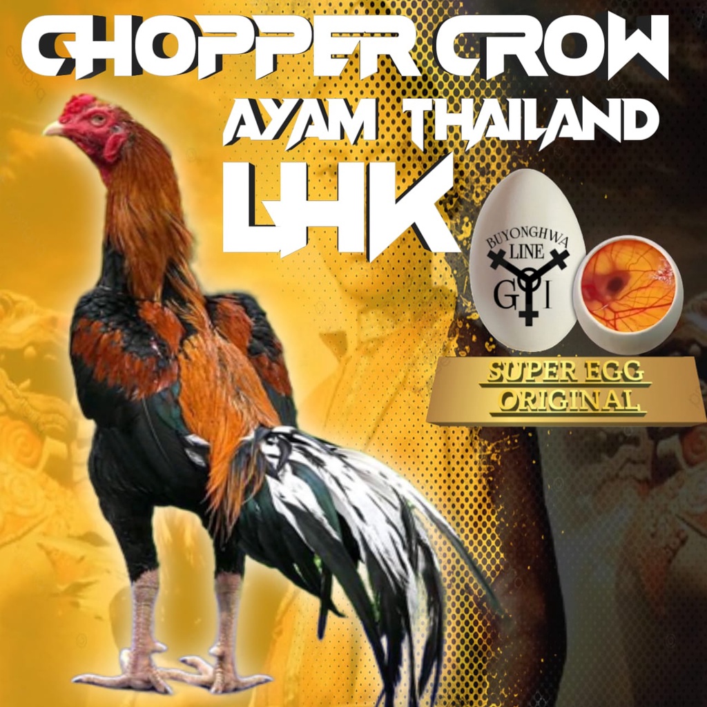 Ayam Bangkok Ekor Lidi Aduan asli Thailand LHK choper crow telur fertil siap tetas new generasi