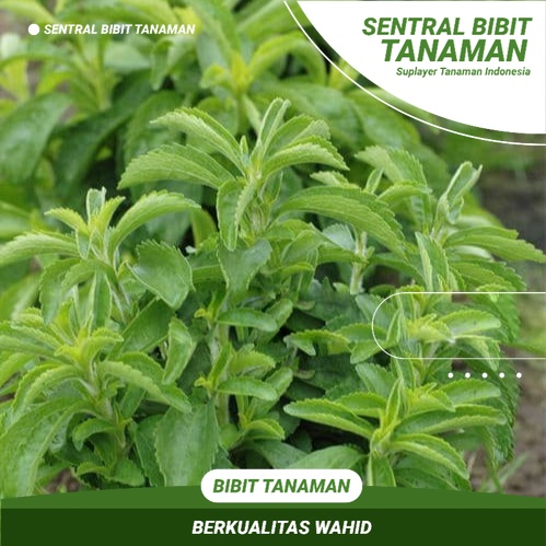 Bibit Daun Stevia Tanaman Stevia