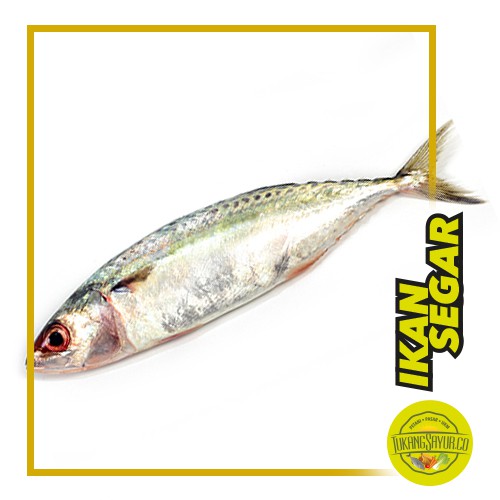 

Ikan Kembung Banjar - 500 gr