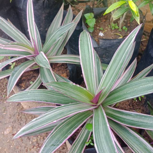 

aneka jenis bunga