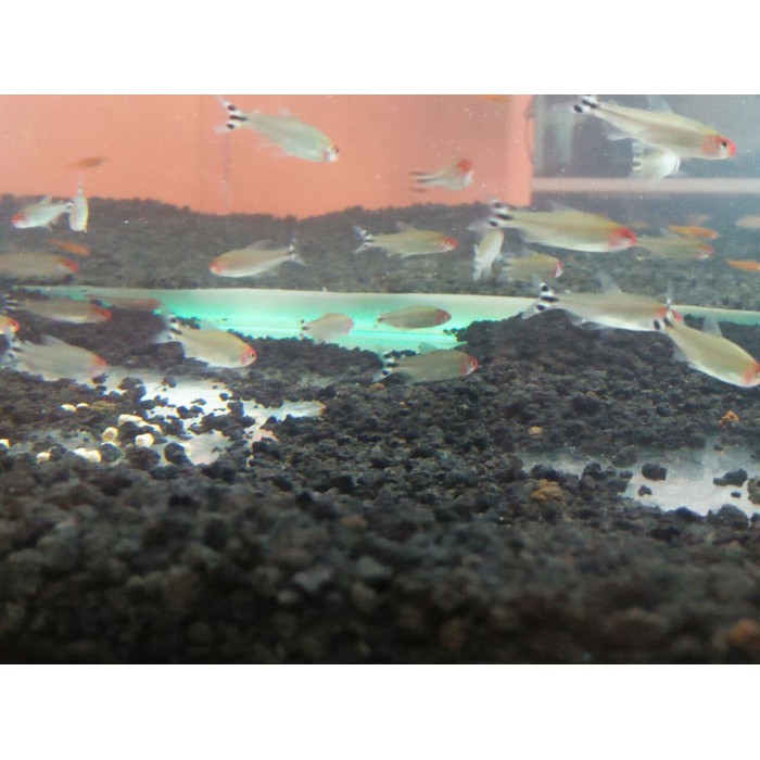 

Ready Stok Hiasan Ikan Red Nose Rummy Nose Limited