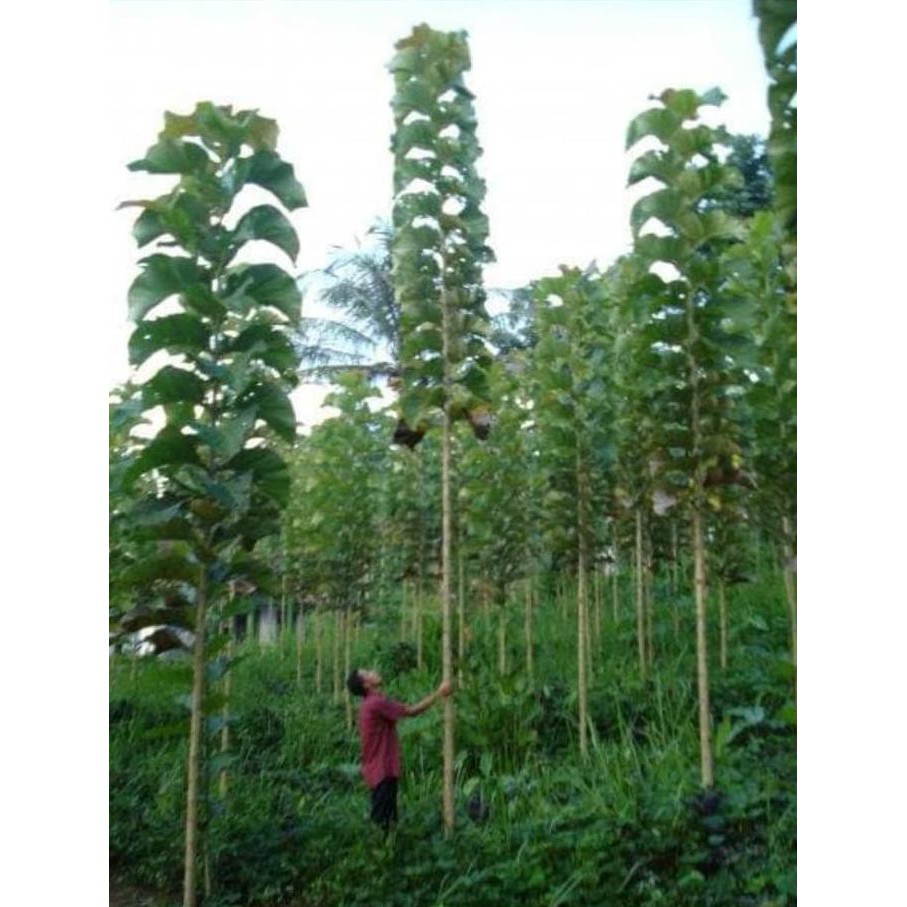 5 Ons Benih Biji Jati Hibrida Solomon *_$