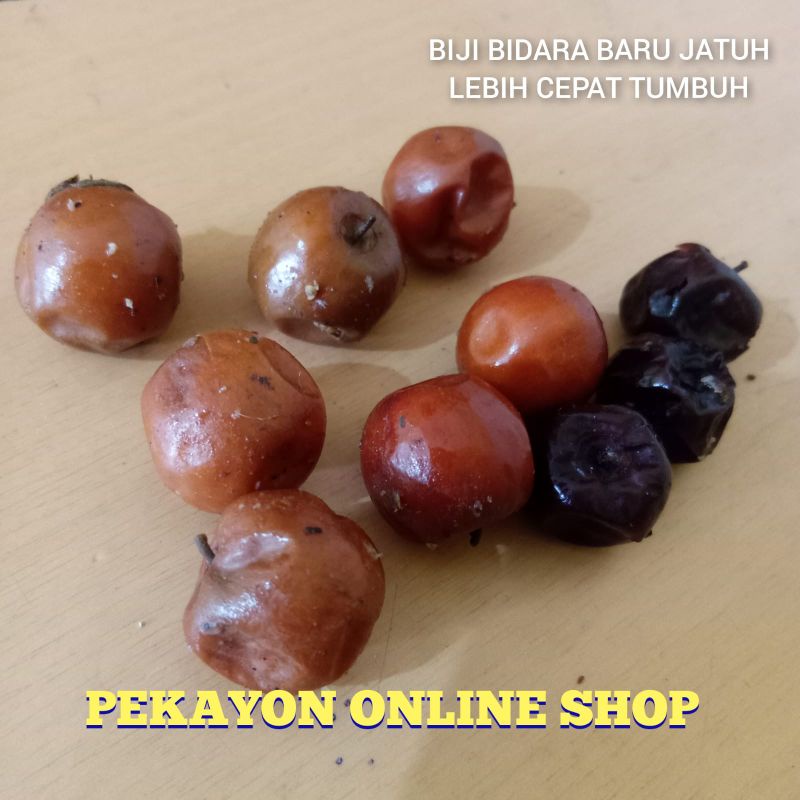 Buah Bidara Arab Super Biji Bidara Arab Asli Daun Lebar
