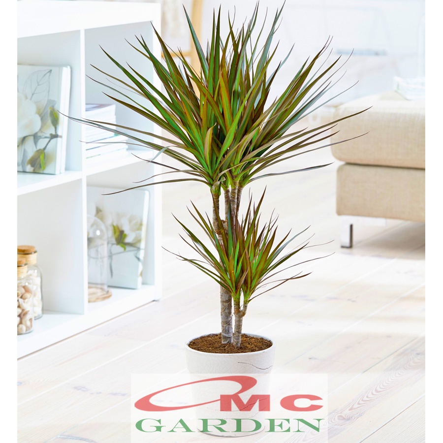 Tanaman Hias Dracaena Marginata Dragon Tree Tricolor Tri Color Merah Kuning Hijau Putih 7080