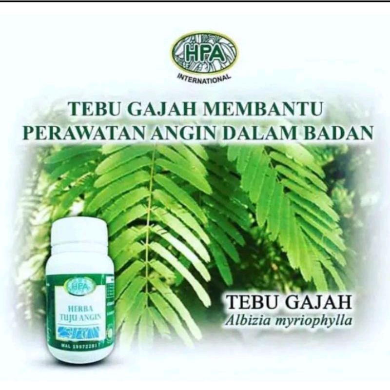 

Herba Tujuh Angin (HTA) pak haji HPA - herba maag, asam lambung, perut kembung